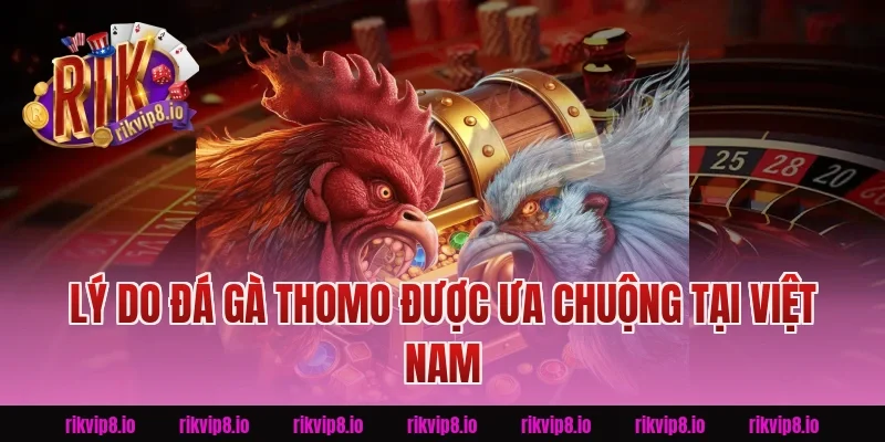 Lý Do Đá Gà Thomo Được Ưa Chuộng Tại Việt Nam